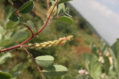 Indigofera astragalina
